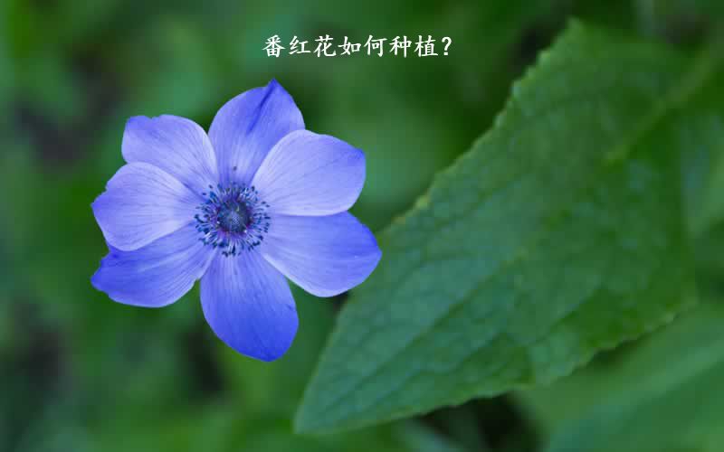 番红花如何种植？