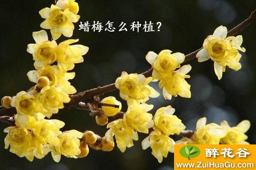 蜡梅怎么种植？