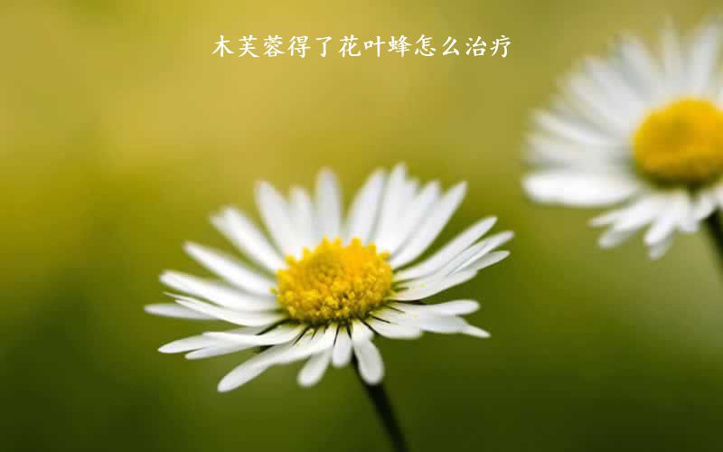 木芙蓉得了花叶蜂怎么治疗