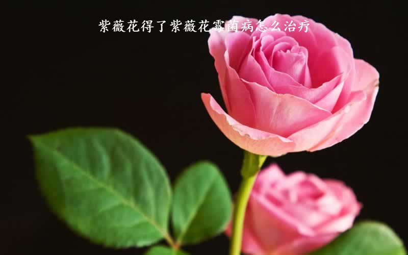 紫薇花得了紫薇花霉菌病怎么治疗