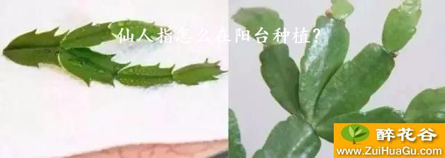 仙人指怎么在阳台种植？