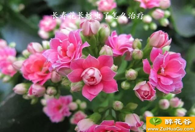 长寿花长蚜虫了怎么治疗