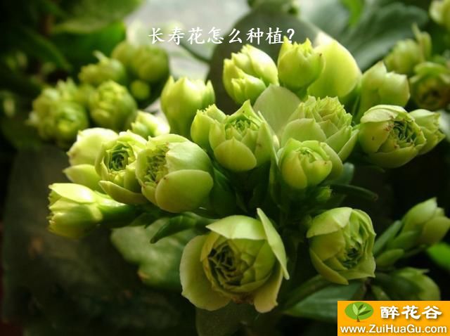 长寿花怎么种植？