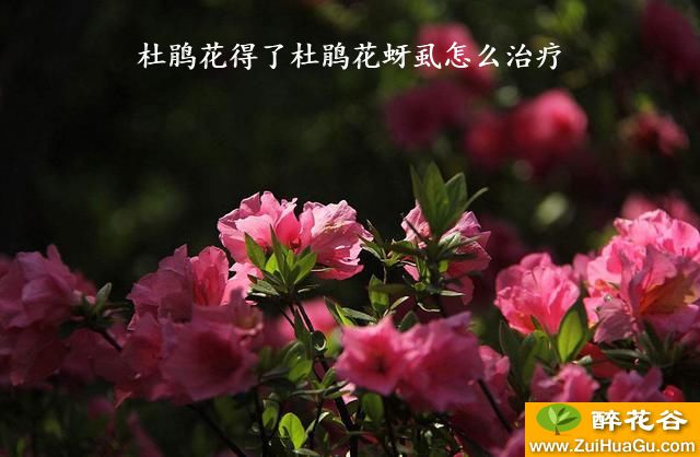 杜鹃花得了杜鹃花蚜虱怎么治疗