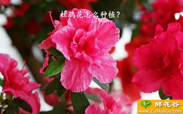 杜鹃花怎么种植？