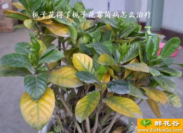 栀子花得了栀子花霉菌病怎么治疗