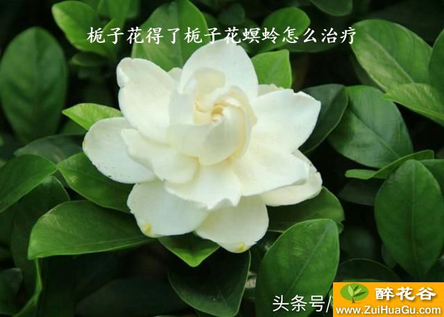 栀子花得了栀子花螟蛉怎么治疗