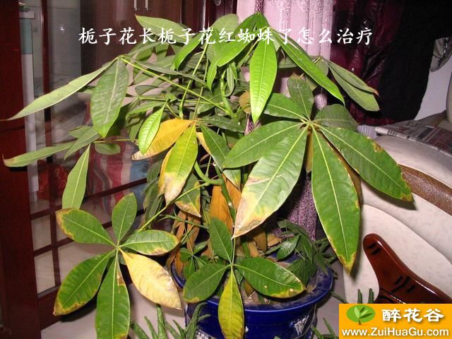 栀子花长栀子花红蜘蛛了怎么治疗