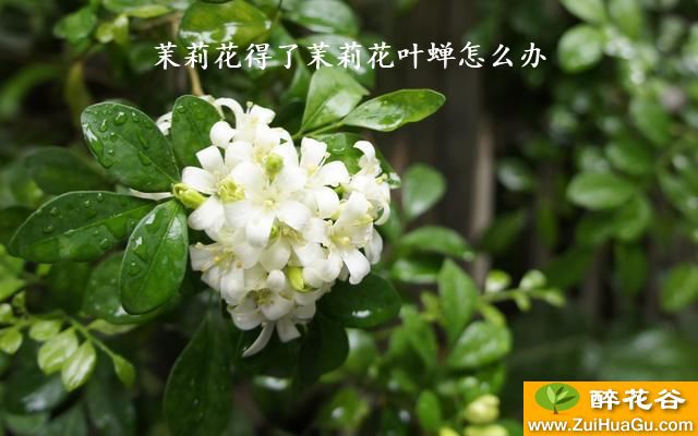 茉莉花得了茉莉花叶蝉怎么办