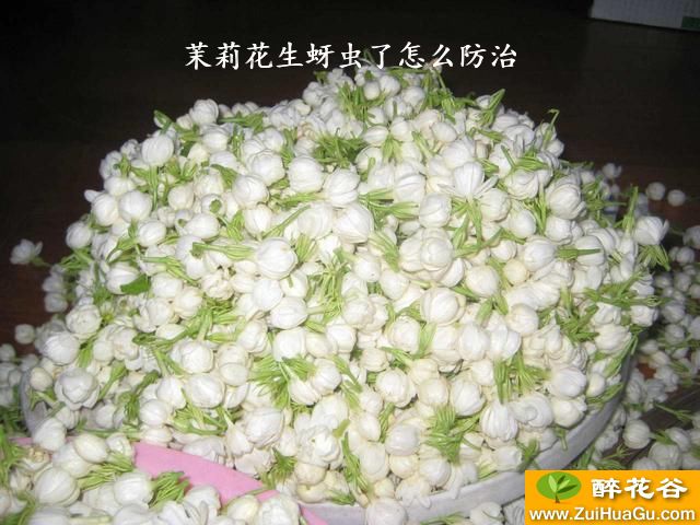 茉莉花生蚜虫了怎么防治