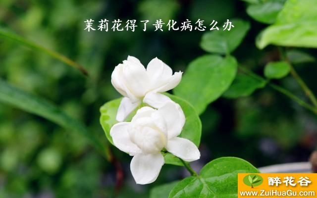 茉莉花得了黄化病怎么办