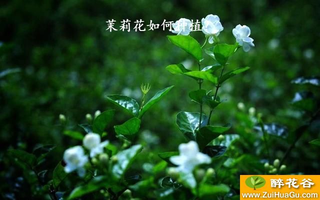 茉莉花如何种植？