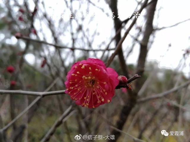 梅花生红蜘蛛了怎么防治