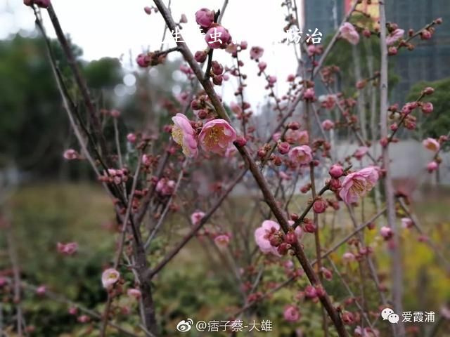 梅花生蚜虫了怎么防治