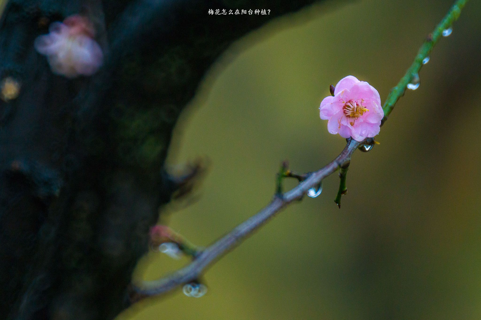 梅花怎么在阳台种植？