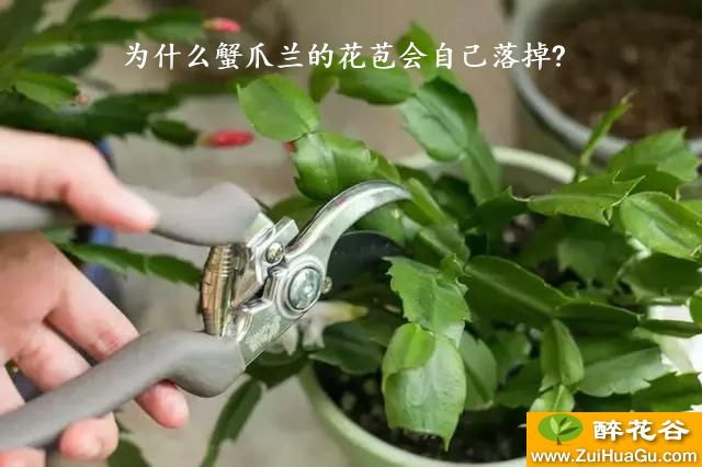 为什么蟹爪兰的花苞会自己落掉?